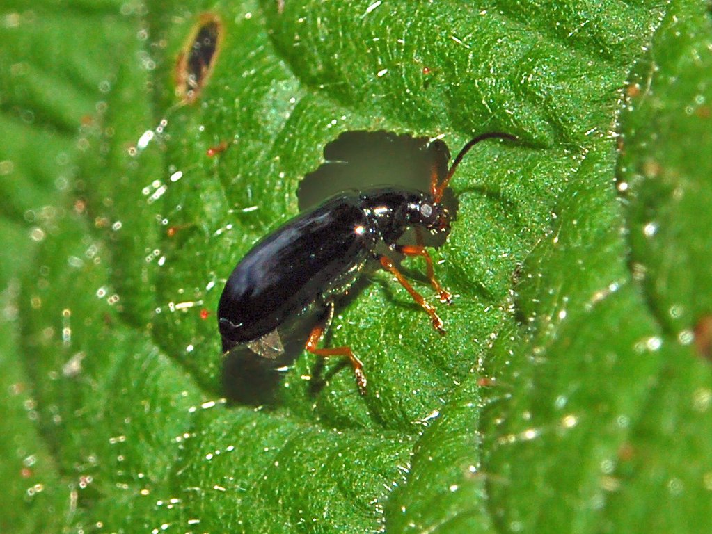 Un piccolo coleottero nero ... Luperus longicornis